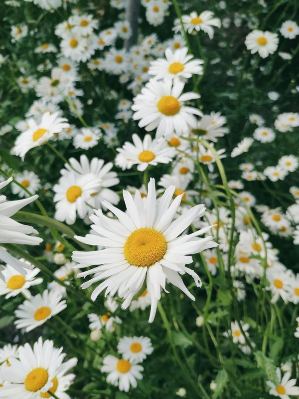 Quels sont les bienfaits de l'infusion de camomille pour la gestion de l'anxiété et comment la préparer?